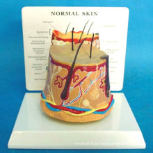 Modelo de Pele Anatomia Humana para Ensino Médico (R160112)